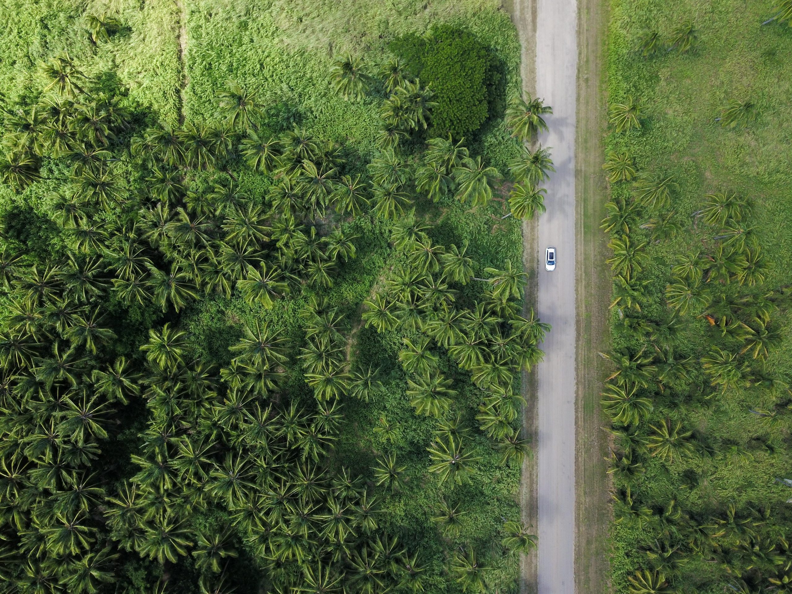 Vegetation 